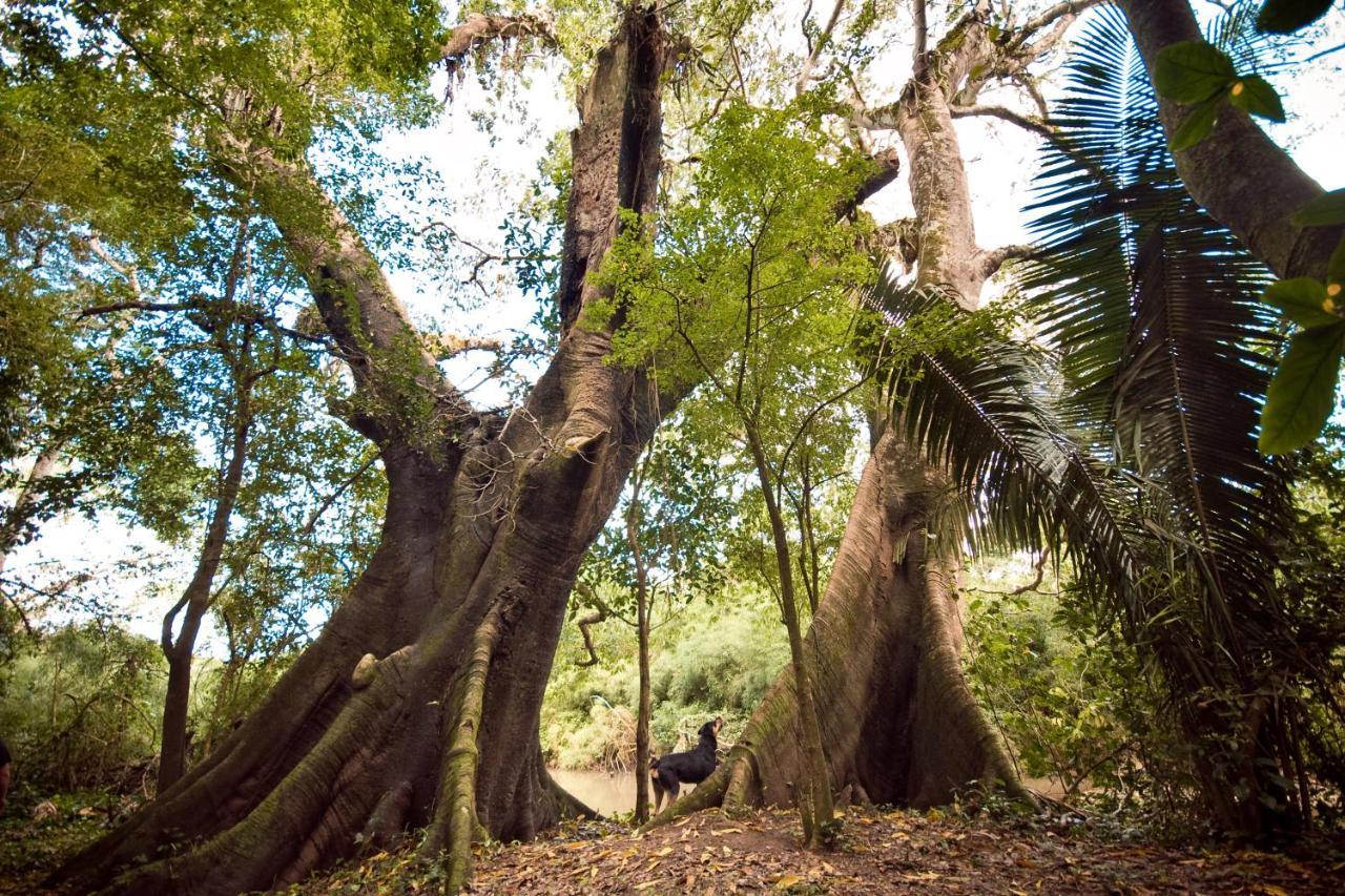 Lower Dover Jungle Lodge & Maya Ruins Unitedville Ngoại thất bức ảnh